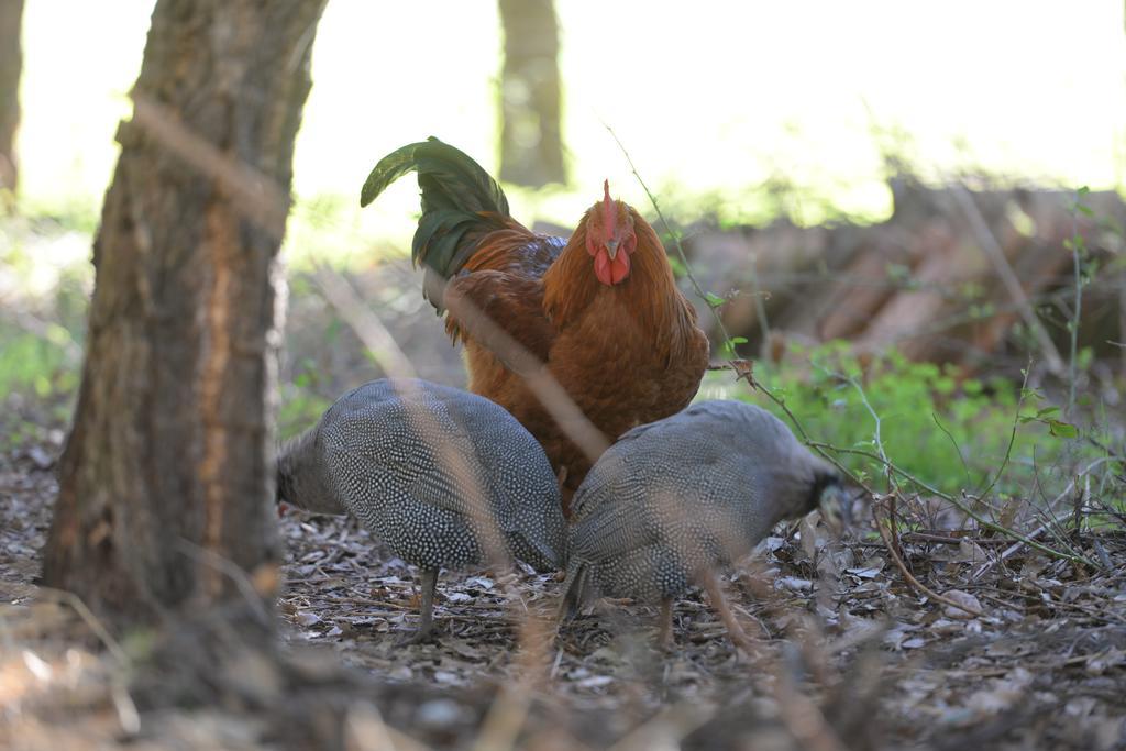 Gospodarstwo agroturystyczne Quinta Pedagogica Da Samoqueirinha - Duna Parque &